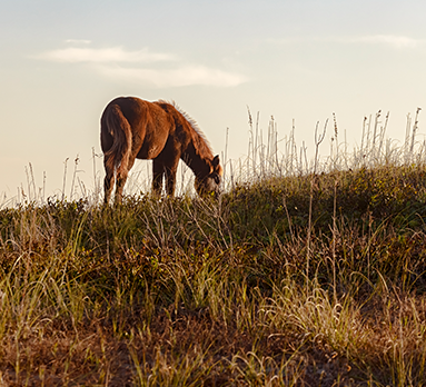 A horse eats grass on a hill