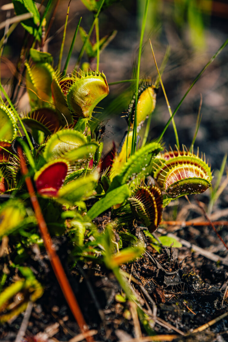Close up of Venus Fly Traps in Carolina Beach State Park.